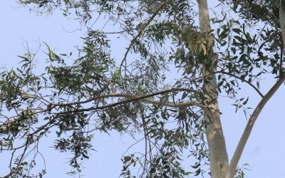 Botanical Synergy: The 2026 Science of Muscle Recovery