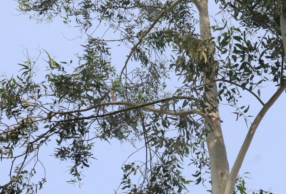 A tall Eucalyptus tree, the natural source of 1,8-cineole used in our botanical synergy formula.