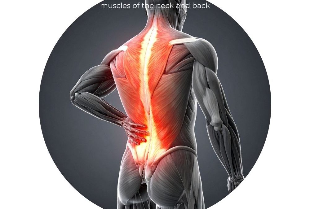 Anatomy diagram of neck and shoulder muscles targeted for Tech Neck relief.